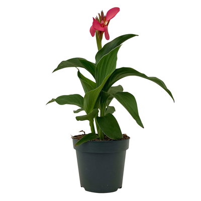 Canna 'Cannova® Rose', rosa, Topf-Ø 17 cm, 2 Pflanzen