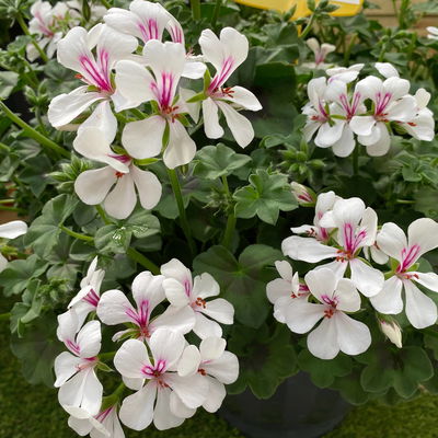 Geranie 'Rainbow White', weiß, hängend, Topf-Ø 13 cm, 6 Pflanzen