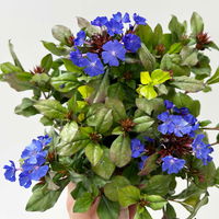 Chinesischer Bleiwurz, blau, Topf-Ø 13 cm, 6 Pflanzen