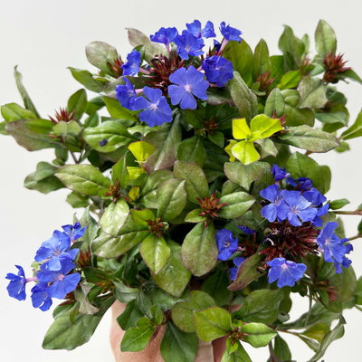Chinesischer Bleiwurz, blau, Topf-Ø 13 cm, 6 Pflanzen Chinesischer Bleiwurz, blau, Topf-Ø 13 cm, 6 Pflanzen