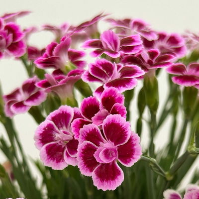 Prinzess-Nelke 'Pink Kisses®' pink-rosa, Topf-Ø 14 cm, 4 Pflanzen