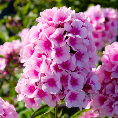 Kölles Beste Flammenblume 'Adessa® Rose Eye', 3 Liter Topf