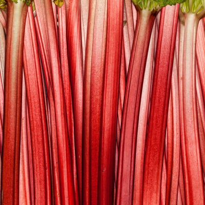 Kölle Bio Rhabarber 'Red Champagne', rosa Fruchtfleisch, Topf 3 l Kölle Bio Rhabarber 'Red Champagne', rosa Fruchtfleisch, Topf 3 l