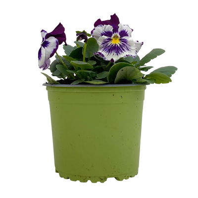 Stiefmütterchen Cats®, lilablau-weiß, Topf-Ø 13 cm, 6 Pflanzen