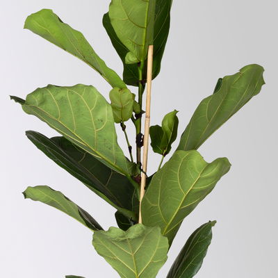 Geigenfeige, Topf-Ø 21 cm, Höhe ca. 80-100 cm Geigenfeige, Topf-Ø 21 cm, Höhe ca. 80-100 cm