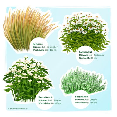 Stauden-Set, 12 Pflanzen für 2 m², weiß-grün