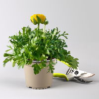 Ranunkel, gelb, Topf-Ø 13 cm, 6 Pflanzen