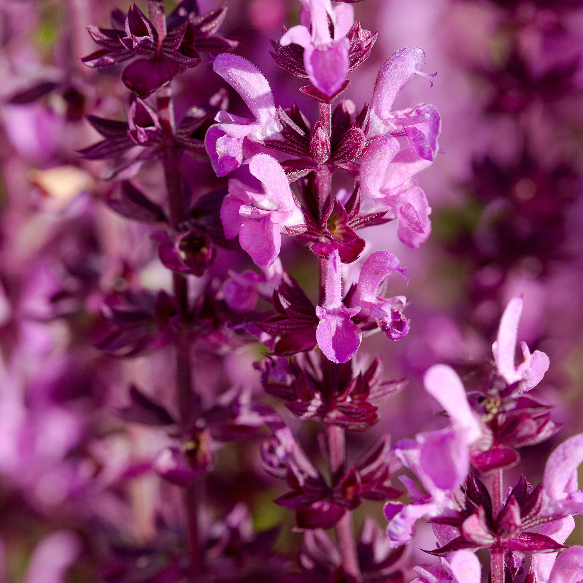 Bio SteppenSalbei 'Amethyst' violett, TopfØ 11 cm, 3erSet