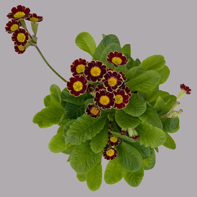 Garten-Schlüsselblume 'Little Queen' dunkelrot-gelb, Topf-Ø 13 cm, 6er-Set Garten-Schlüsselblume 'Little Queen' dunkelrot-gelb, Topf-Ø 13 cm, 6er-Set