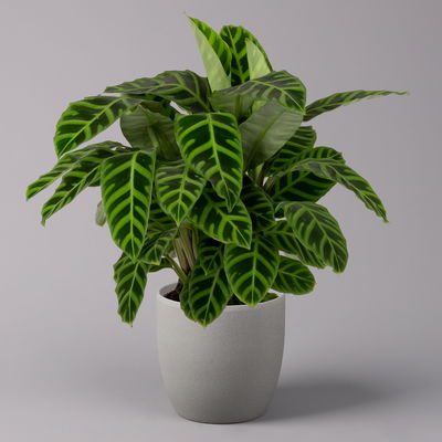 Korbmarante, Goeppertia zebrina syn. Calathea, Topf-Ø 19 cm, Höhe ca. 65 cm