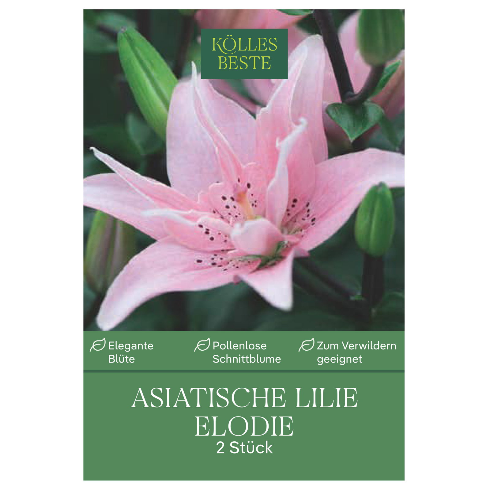 Kölles Beste XXL Asiatische Lilie 'Elodie', rosa, Größe 16/18, 2 Blumenknollen