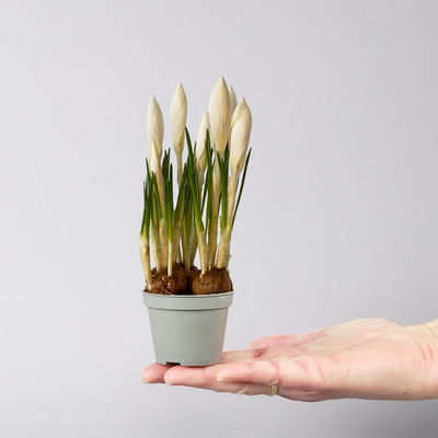 Krokus Mini blau, Topf-Ø 6 cm, 10 Pflanzen