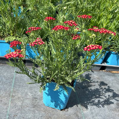 Bio Schafgarbe rot, Topf 11x11 cm, 3 Pflanzen Bio Schafgarbe rot, Topf 11x11 cm, 3 Pflanzen