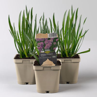 Bio Zierlauch 'Millenium', rotviolett, Topf 11x11 cm, 3 Pflanzen Bio Zierlauch 'Millenium', rotviolett, Topf 11x11 cm, 3 Pflanzen