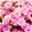 Kalanchoe 'Calandiva'®, rosa, Topf-Ø 12 cm, Höhe ca. 27,5 cm, 6er-Set
