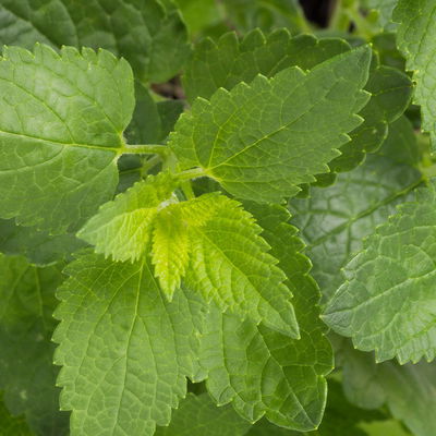 Limonadenpflanze, Kölle Bio, 12cm Topf, frisch aus unserer Bio-Gärtnerei