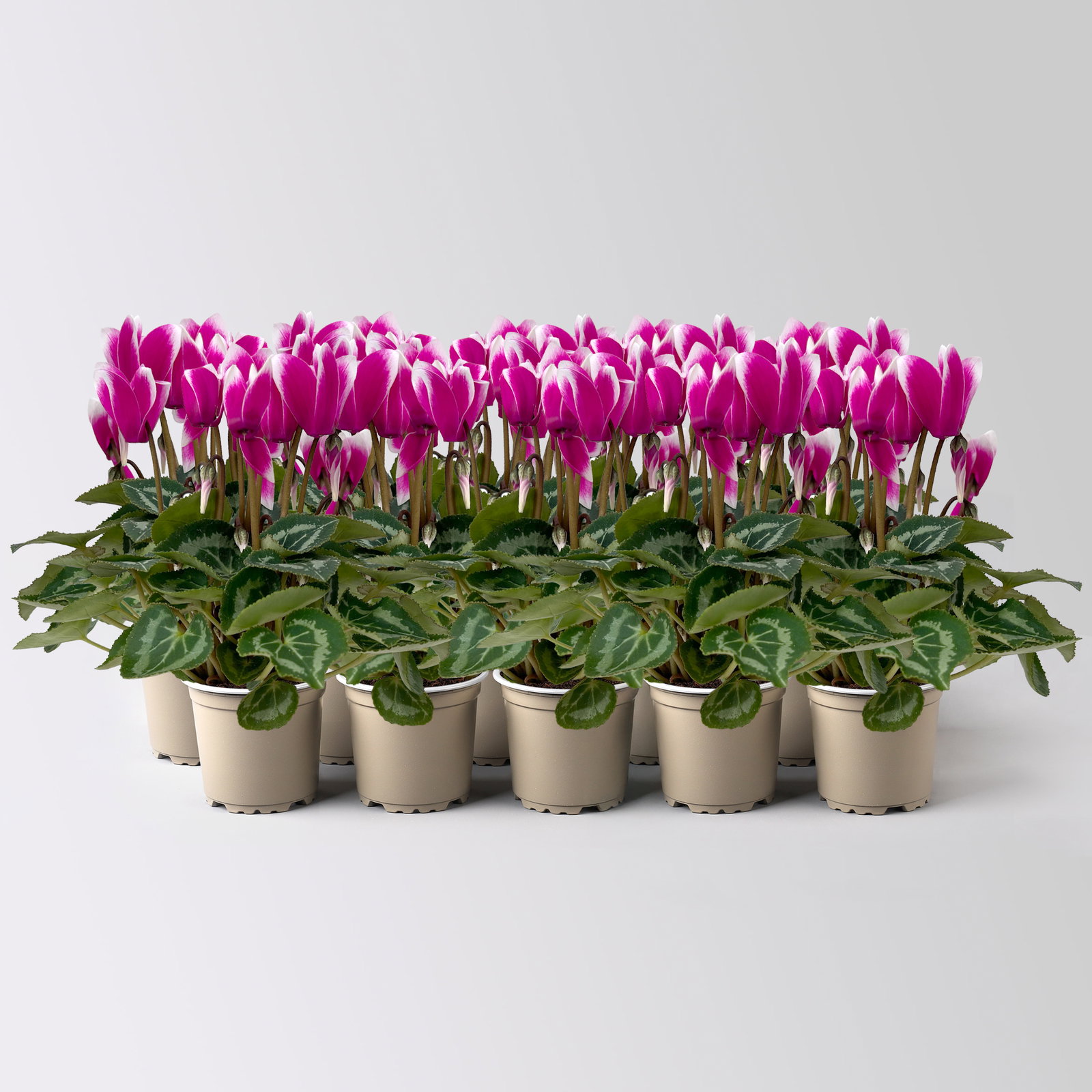 Alpenveilchen Outdoor 'Fantasia', Mini , lila-weiß, Topf-Ø 6 cm, 10 Pflanzen