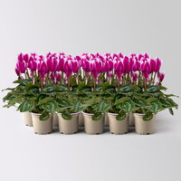 Alpenveilchen Outdoor 'Fantasia', Mini , lila-weiß, Topf-Ø 6 cm, 10 Pflanzen