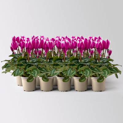 Alpenveilchen Outdoor 'Fantasia', Mini , lila-weiß, Topf-Ø 6 cm, 10 Pflanzen