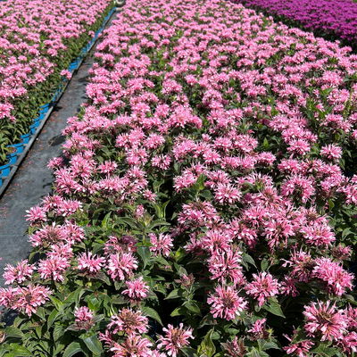 Bio Indianernessel 'Pink Lace' pink, Topf 11x11 cm, 3 Pflanzen Bio Indianernessel 'Pink Lace' pink, Topf 11x11 cm, 3 Pflanzen