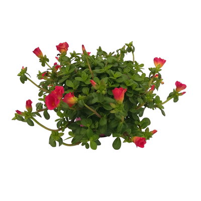 Portulakröschen, pink, Topf-Ø 12 cm, 6 Pflanzen