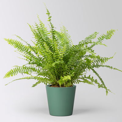 Schwertfarn 'Green Lady' in Keramiktopf Dallas seegrün, Topf-Ø 12cm