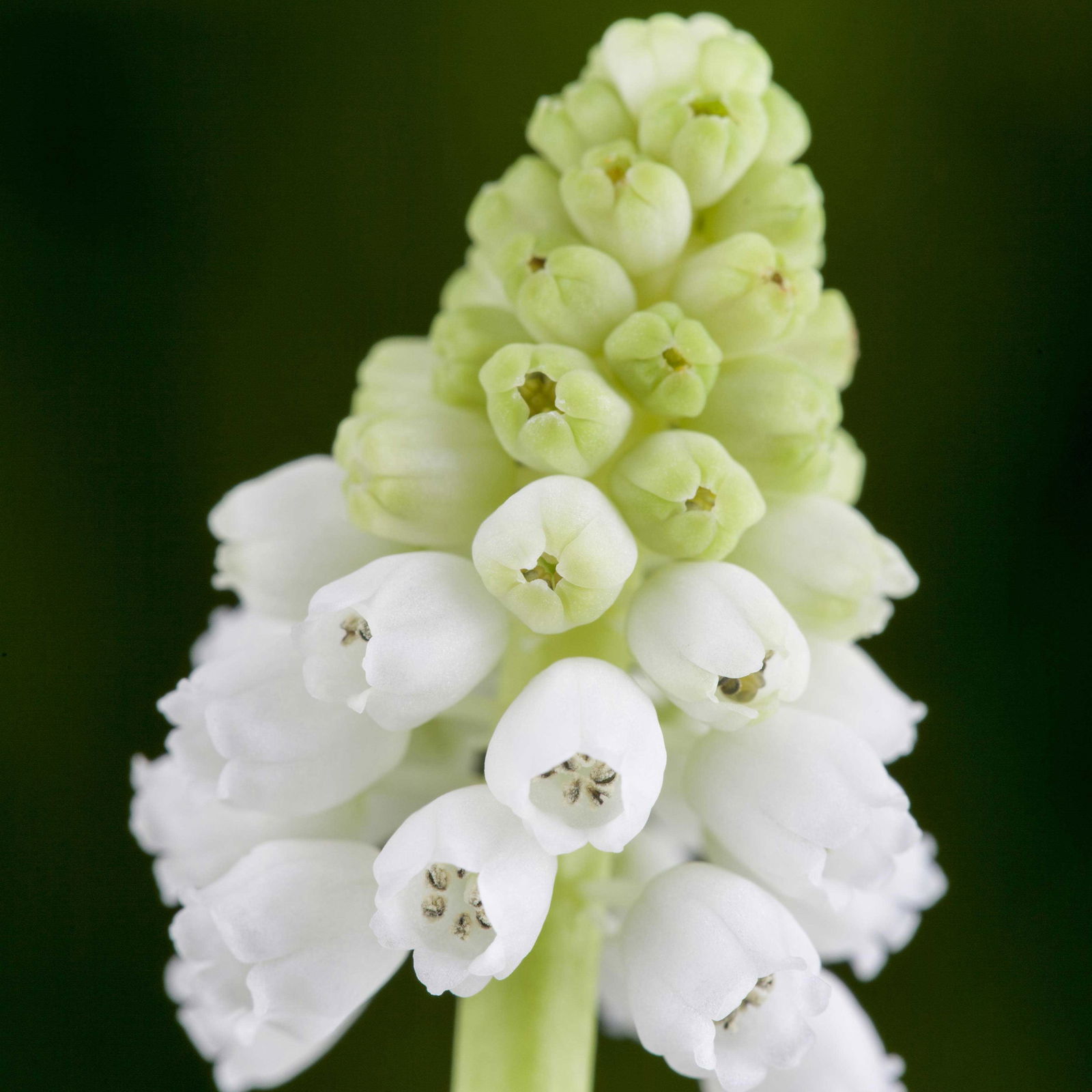 Zwiebelpflanzen-Set Farbenfreude, blau-weiß-gelb, Topf-Ø 10 cm, 9 Pflanzen Zwiebelpflanzen-Set Farbenfreude, blau-weiß-gelb, Topf-Ø 10 cm, 9 Pflanzen