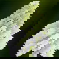 Zwiebelpflanzen-Set Farbenfreude, blau-weiß-gelb, Topf-Ø 10 cm, 9 Pflanzen Zwiebelpflanzen-Set Farbenfreude, blau-weiß-gelb, Topf-Ø 10 cm, 9 Pflanzen