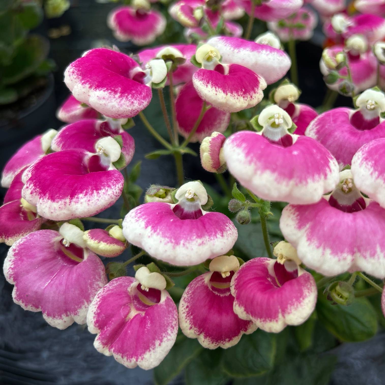 Pantoffelblume 'Pink Bicolor', pink-creme, Topf-Ø 15 cm, 3 Pflanzen