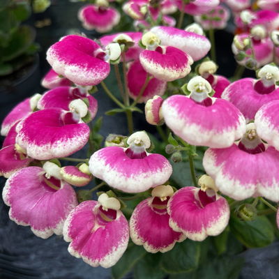 Pantoffelblume 'Pink Bicolor', pink-creme, Topf-Ø 15 cm, 3 Pflanzen