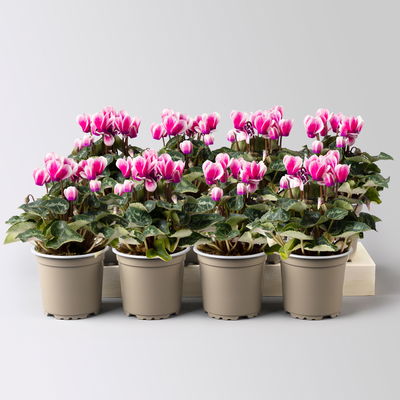 Alpenveilchen, 'Fantasia' lila-weiß, Topf-Ø 10,5 cm, 8 Pflanzen