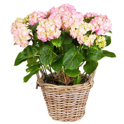 Pflanzkorb, Rattan mit Folieneinsatz, grau, ca. Ø 35 x H 25 cm