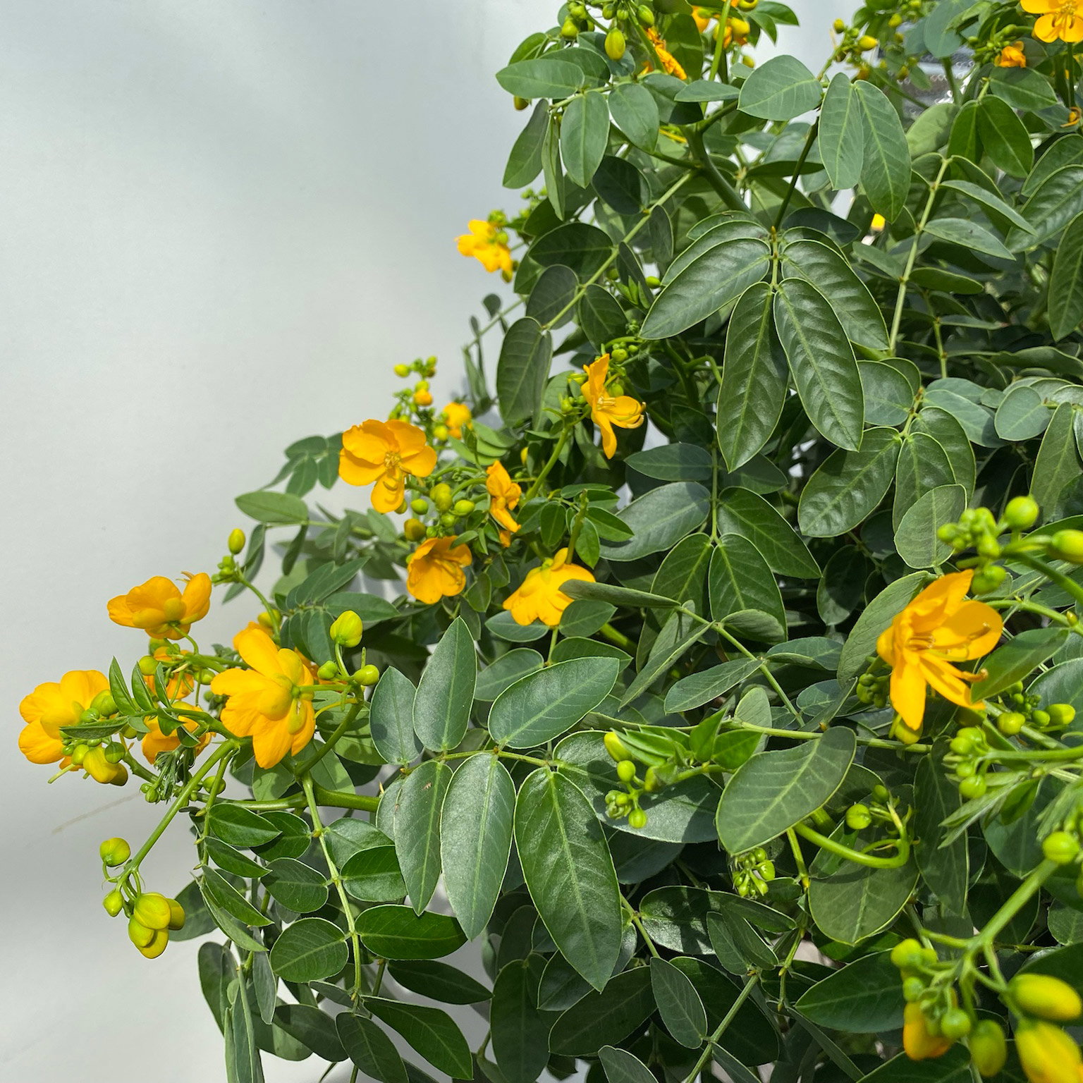 Gewürzrinde, gelb, Stamm, Topf-Ø 33, Höhe ca. 150 cm