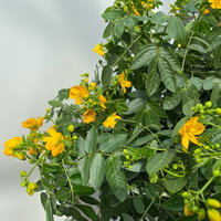 Gewürzrinde, gelb, Stamm, Topf-Ø 33, Höhe ca. 150 cm