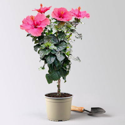 Hibiskus, rosa, Stamm, Topf-Ø 17 cm, Höhe ca. 70 cm