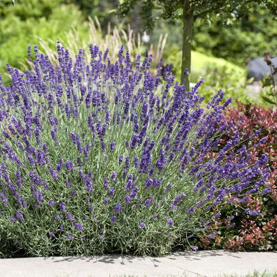 Lavendel, violett, Topf-Ø 14 cm, 4 Pflanzen