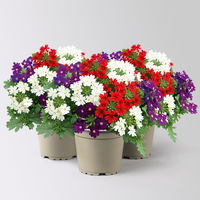 Eisenkraut 'Trio', rot-weiß-blau, Topf-Ø 12 cm, 3 Pflanzen