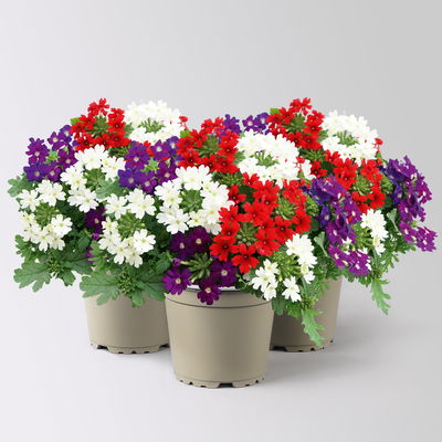 Eisenkraut 'Trio', rot-weiß-blau, Topf-Ø 12 cm, 3 Pflanzen