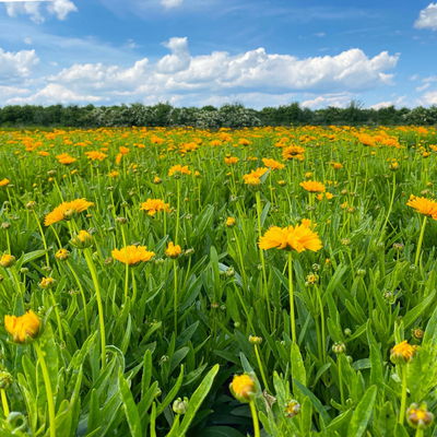 Großblumiges Mädchenauge 'Early Sunrise', goldgelb, Topf 3 l Großblumiges Mädchenauge 'Early Sunrise', goldgelb, Topf 3 l