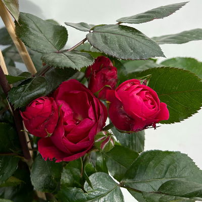 Beetrose 'Kompass'®, rot, Topf 5 Liter, 4 Pflanzen Beetrose 'Kompass'®, rot, Topf 5 Liter, 4 Pflanzen