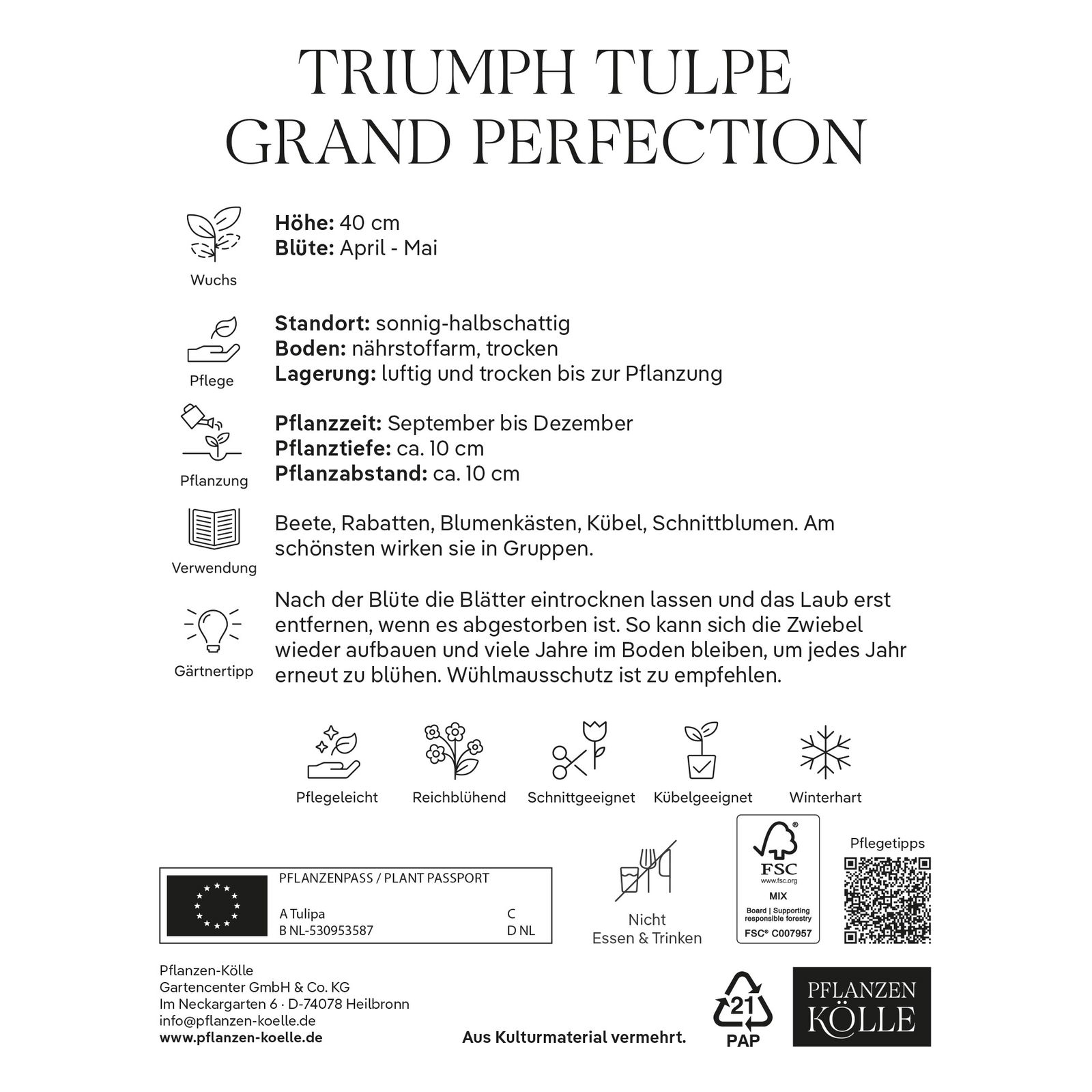 Triumph Tulpen 'Grand Perfecition', rot, weiß, Größe 11/12, 7 Blumenzwiebeln