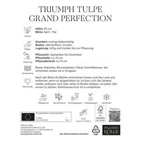 Triumph Tulpen 'Grand Perfecition', rot, weiß, Größe 11/12, 7 Blumenzwiebeln