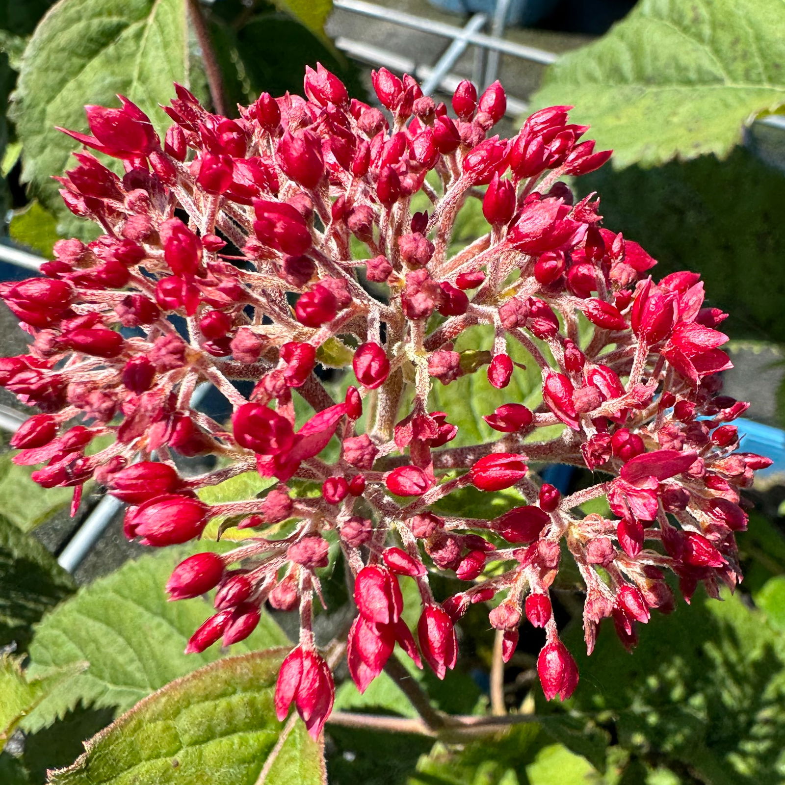 Rosarote Schneeballhortensie 'Ruby Annabelle'®, rosarot, Topf 5 Liter