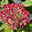 Rosarote Schneeballhortensie 'Ruby Annabelle'®, rosarot, Topf 5 Liter