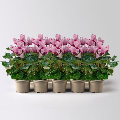 Alpenveilchen 'Victoria', rosa, Mini, Topf-Ø 6 cm, 10 Pflanzen Alpenveilchen 'Victoria', rosa, Mini, Topf-Ø 6 cm, 10 Pflanzen