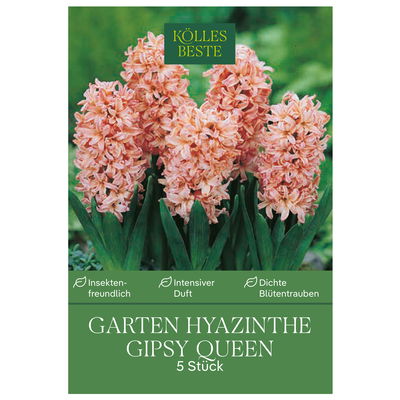 Garten-Hyazinthen 'Gipsy Queen', lachsfarben, 5 Blumenzwiebeln