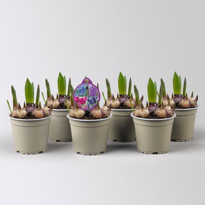 Zwiebelmix lila-violett, vorgetrieben, Topf-Ø 12 cm, 6 Pflanzen Zwiebelmix lila-violett, vorgetrieben, Topf-Ø 12 cm, 6 Pflanzen