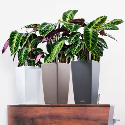 Lechuza 'Cubico Color 22', weiß, ca. 22 x 22 x H 41 cm