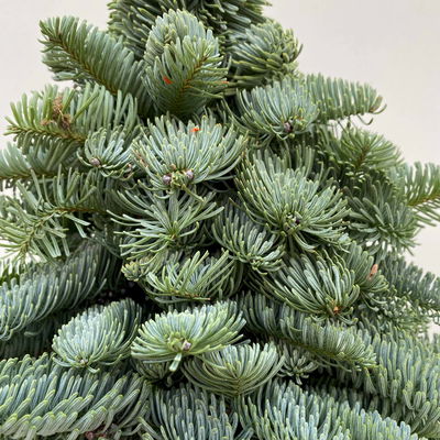 gebundener Baum aus echter Nobilistanne auf Stamm, Höhe ca. 60 cm gebundener Baum aus echter Nobilistanne auf Stamm, Höhe ca. 60 cm