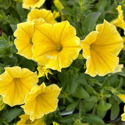 Petunie,  gelb, hängend, Topf-Ø 13 cm, 6 Pflanzen